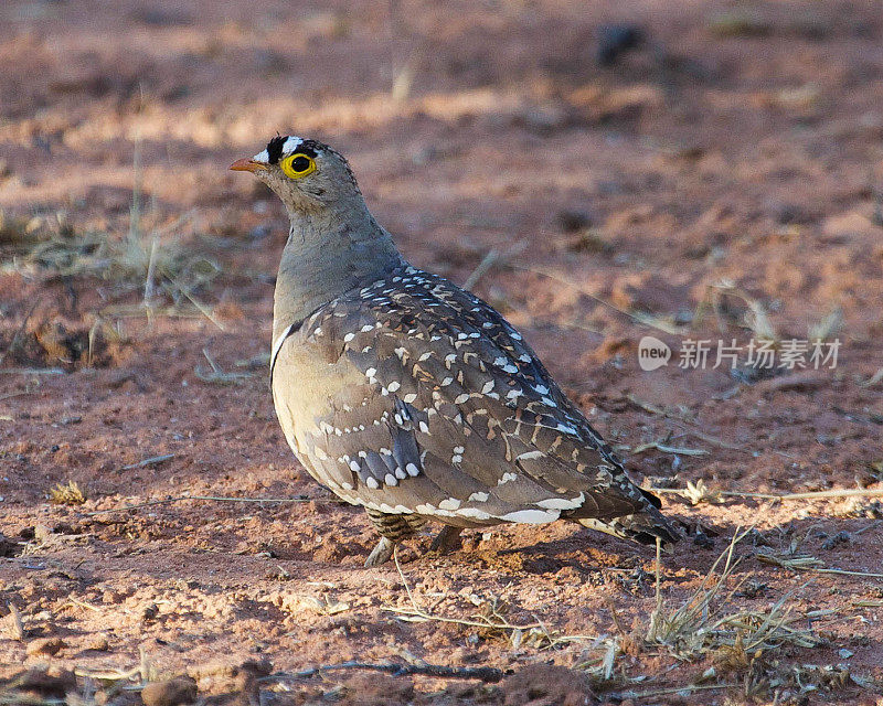 Double-Banded Sandgrouse